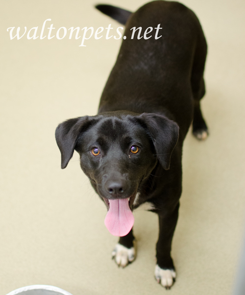Walton1037026