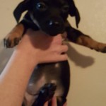 Adoptable Georgia Dogs for March 15, 2016