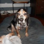 Adoptable Georgia Dogs for April 29, 2016
