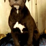 Adoptable Georgia Dogs for April 20, 2016