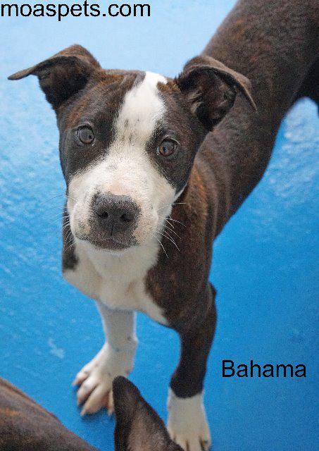 Bahama