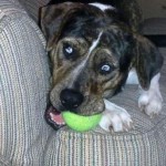 Adoptable Georgia Dogs for April 5, 2016