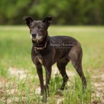 Adoptable Georgia Dogs for April 15, 2016