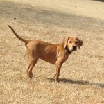 Adoptable Georgia Dogs for April 14, 2016