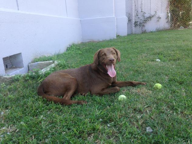 Dexter