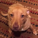 Adoptable Georgia Dogs for March 8, 2016