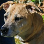 Adoptable Georgia Dogs for April 21, 2016