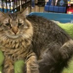 Adoptable Georgia Cats for April 1, 2016