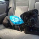 Adoptable Georgia Dogs for April 6, 2016
