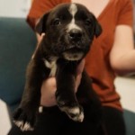 Adoptable Georgia Dogs for April 7, 2016