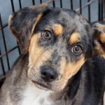 Adoptable Georgia Dogs for April 13, 2016