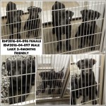 Adoptable Georgia Dogs for April 27, 2016
