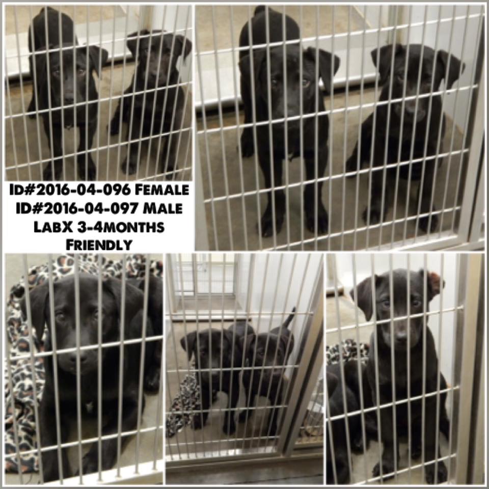 Lab Puppies