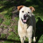Adoptable Georgia Dogs for April 28, 2016