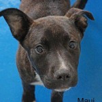 Adoptable Georgia Dogs for April 11, 2016