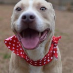Adoptable Georgia Dogs for April 19, 2016