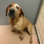 Adoptable Georgia Dogs for April 4, 2016