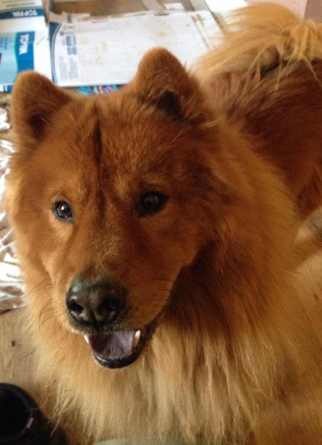Teddy Chow
