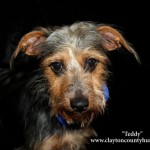 Adoptable Georgia Dogs for April 18, 2016