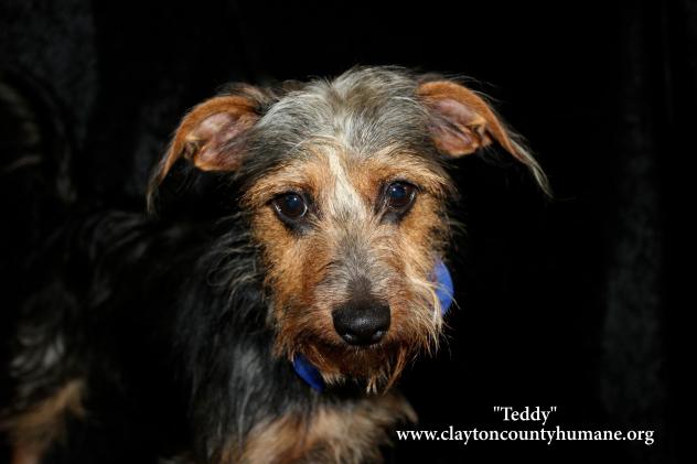 Teddy Terrier