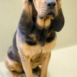 Adoptable Georgia Dogs for April 25, 2016