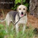 Adoptable Georgia Dogs for May 11, 2016