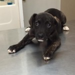 Adoptable Georgia Dogs for May 17, 2016