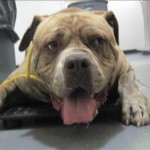 Adoptable Georgia Dogs for May 27, 2016