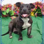 Adoptable Georgia Dogs for May 26, 2016