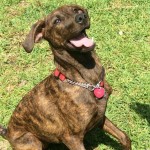 Adoptable Georgia Dogs for May 6, 2016