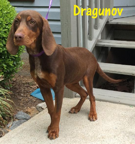 Dragunov
