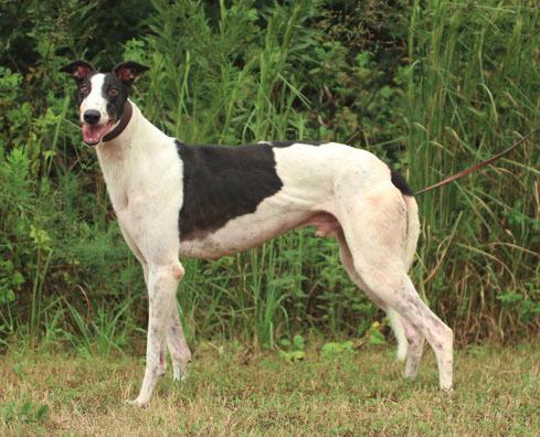 Droopys Sack