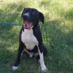 Adoptable Georgia Dogs for May 10, 2016