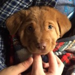 Adoptable Dogs for May 12, 2016