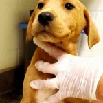 Adoptable Georgia Dogs for May 24, 2016