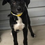 Adoptable Georgia Dogs for May 23, 2016
