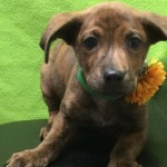 Adoptable Georgia Dogs for May 16, 2016