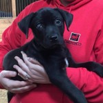 Adoptable Georgia Dogs for May 3, 2016