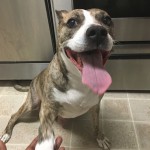 Adoptable Georgia Dogs for May 4, 2016