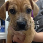 Adoptable Georgia Dogs for May 18, 2016