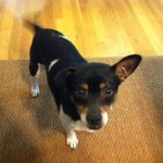 Adoptable Georgia Dogs for May 9, 2016