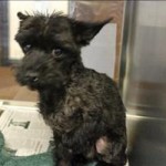 Adoptable Georgia Dogs for May 19, 2016