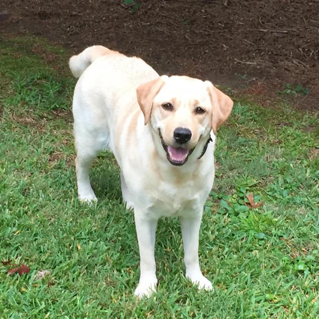 Piper