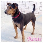 Adoptable Georgia Dogs for May 2, 2016