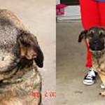 Adoptable Georgia Dogs for May 5, 2016