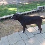 Adoptable Georgia Dogs for May 31, 2016