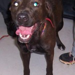 Adoptable Georgia Dogs for June 7, 2016