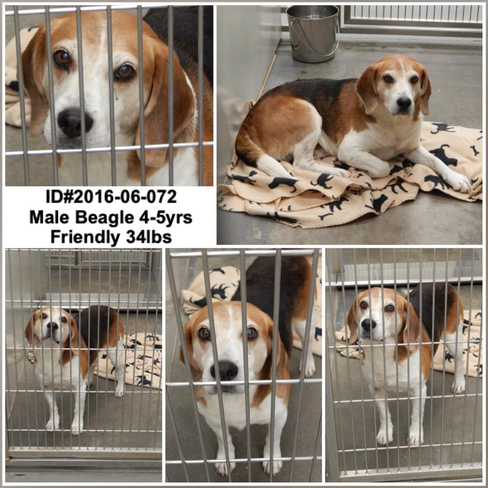 Barrow Beagle