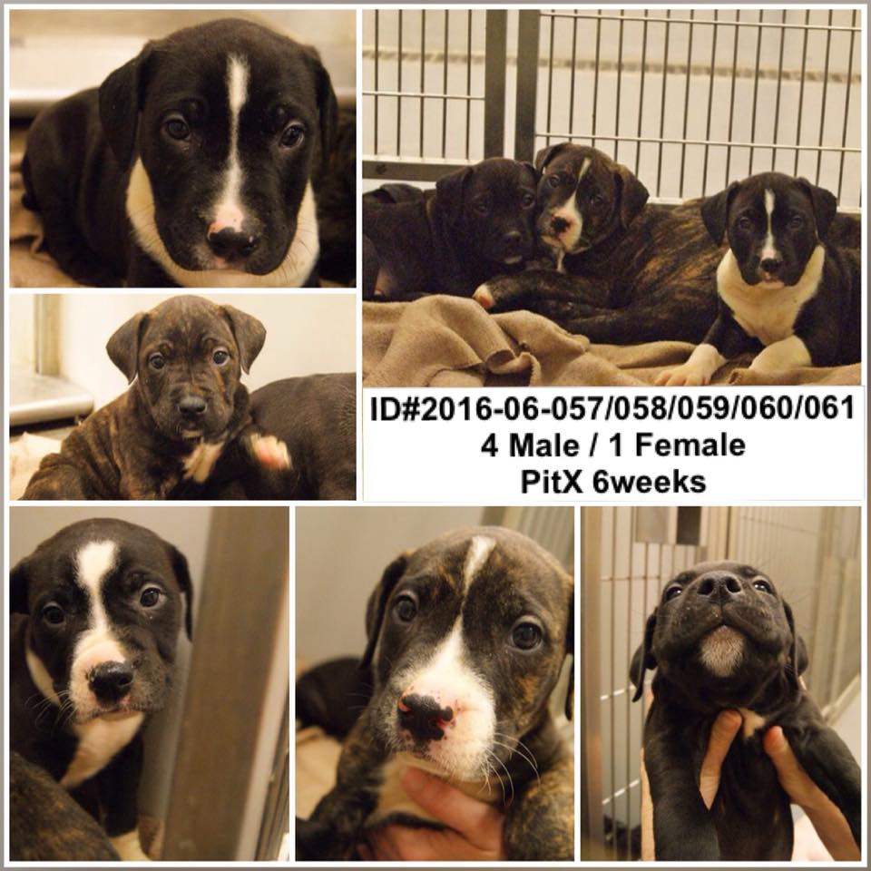 Barrow Puppies