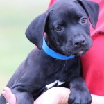 Adoptable Georgia Dogs for June 28, 2016